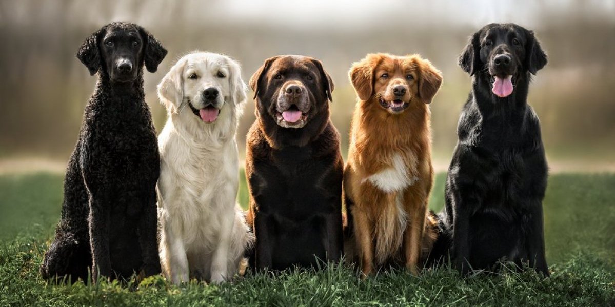 Skriveni biseri psećeg sveta! 3 retke rase pasa savršenih za dom i porodicu - mnogi za njih nisu čuli, a pružaju neizmernu ljubav i zaštitu