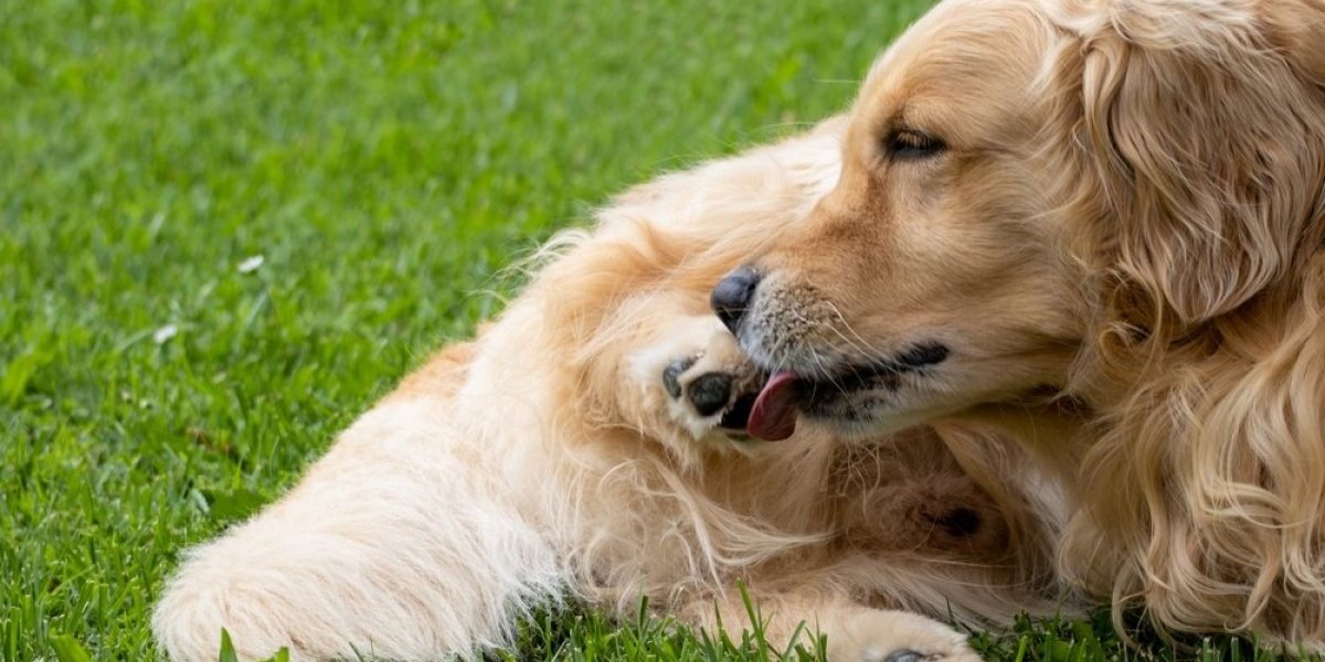 Lizanje šapa je signal za uzbunu! Ukoliko vaš ljubimac to radi hitno ga vodite kod veterinara