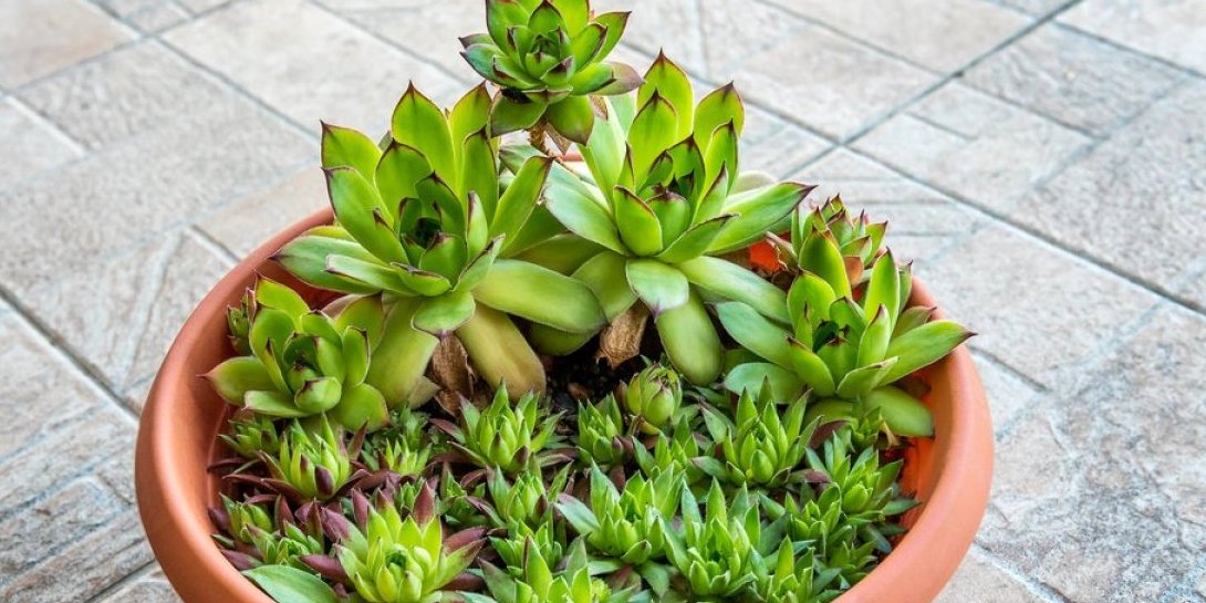 Čuvarkuću treba da ima svaka kuća! Moćna biljka čisti krv i jača imunitet - preporodite svoj organizam