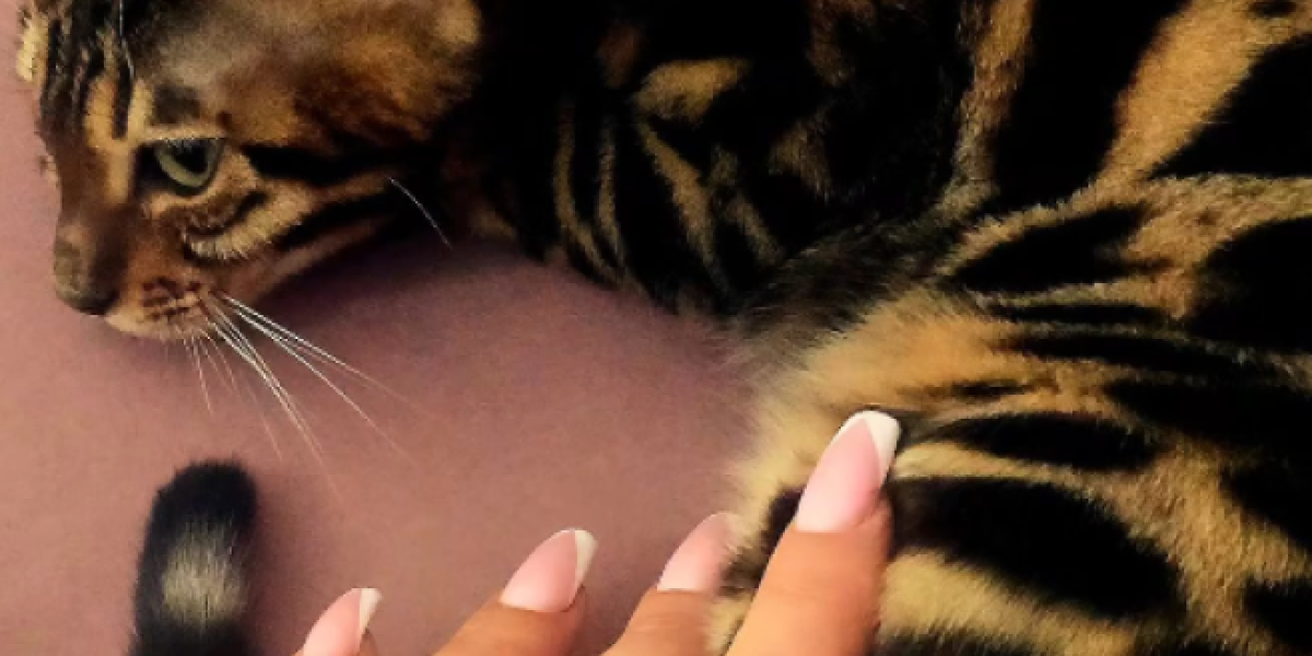 Maca Jovane Jeremić