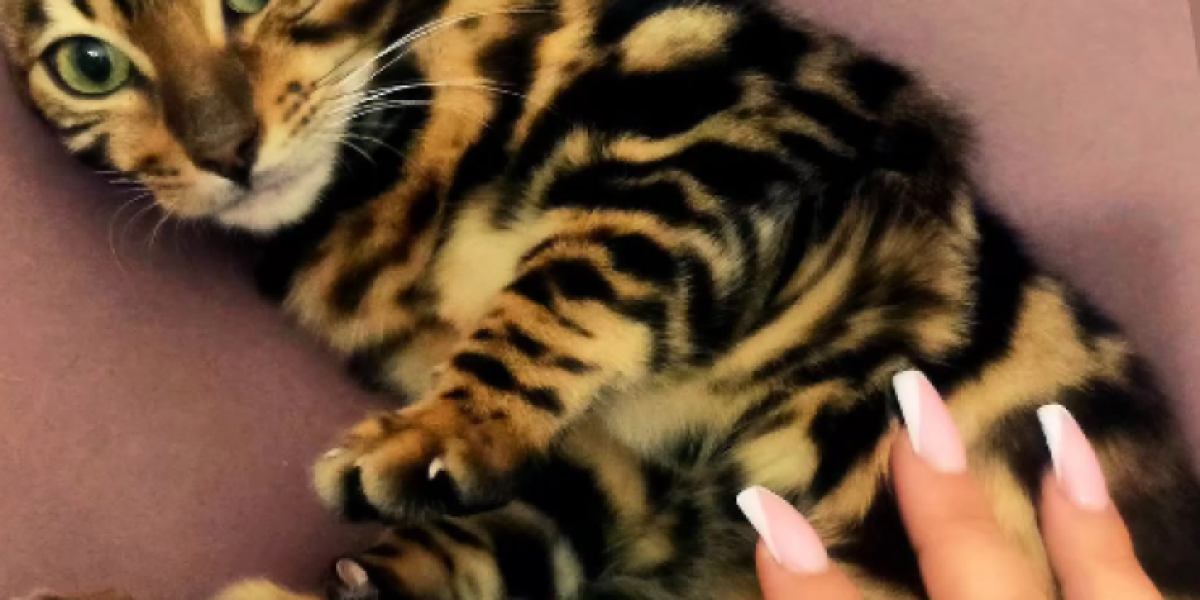 Maca Jovane Jeremić