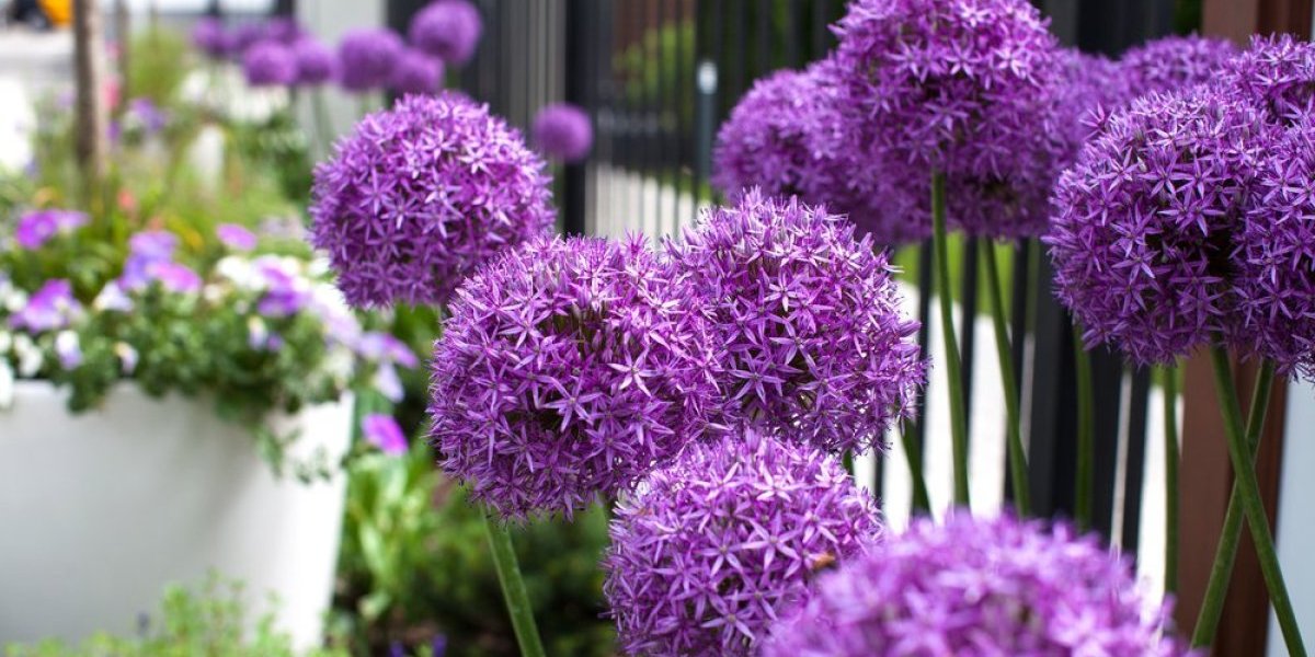 Najlepša i najkorisnija biljka u bašti! Trpi sušu, štetočine joj ne mogu ništa - zbog raskošnih cvetova zovu je baštenska radost