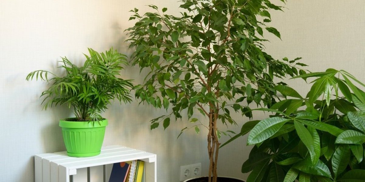 Biljka koja privlači novac! Upleteno stablo zadržava sreću, a listovi prizivaju bogatstvo