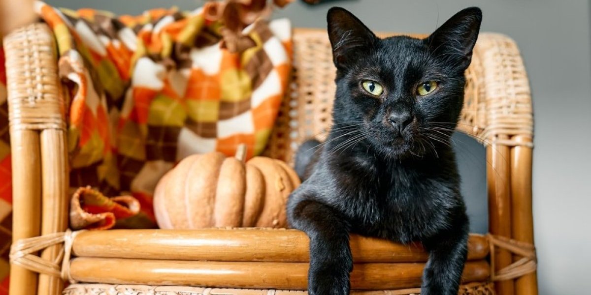 Nikada ne terajte crne mačke! Smatraju se vesnicima nesreće, a istina je potpuno drugačija