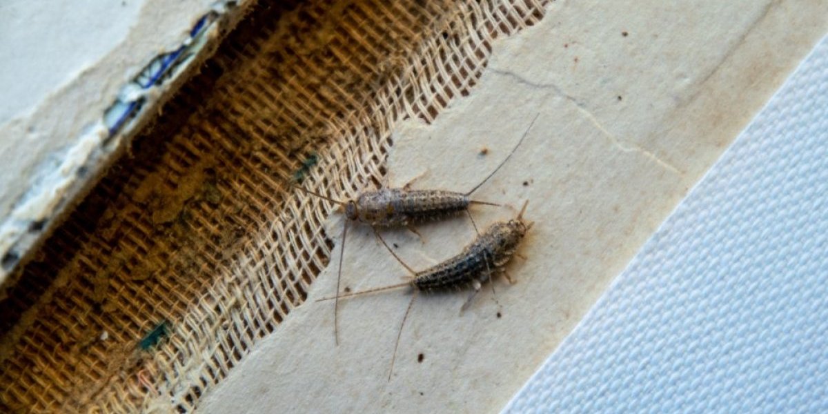 Ove sitne bube talože se u dom gde ima vlage! Preživljavaju i godinu dana bez hrane