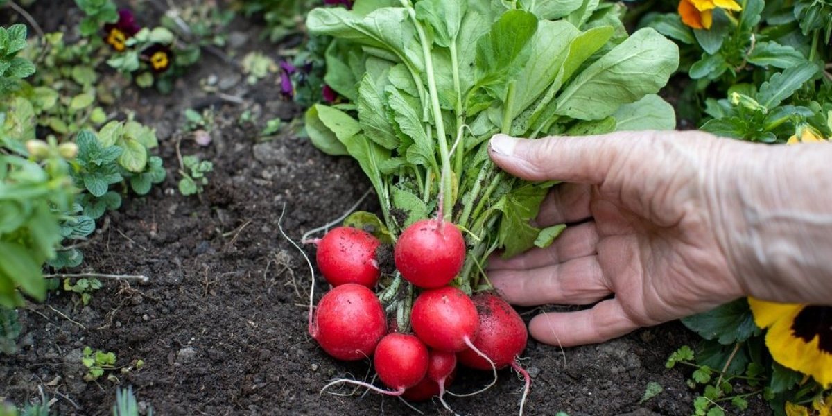Jedna grupa ljudi nikako ne sme da jede rotkvice! Ako imate ovo - odmah ih izbacite iz ishrane