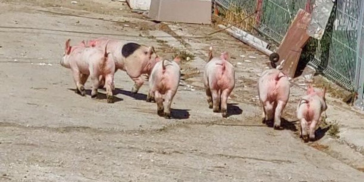 Svinja sa prasićima uhvatila tutanj pred praznik! Neobičan prizor na ulici zvanoj "prase štrase"!