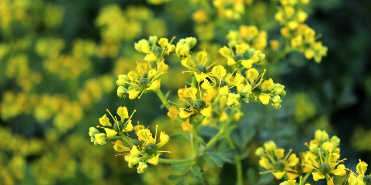 Biljka iz dvorišta koja je eliksir zdravlja! Pomaže kod glavobolje i reguliše probavu - blago za organizam