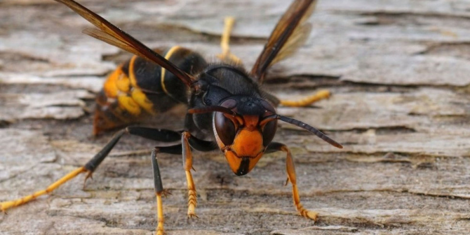 Prirodno rešenje protiv osa i stršljenova: Posadite jednu biljku i oterajte dosadne insekte