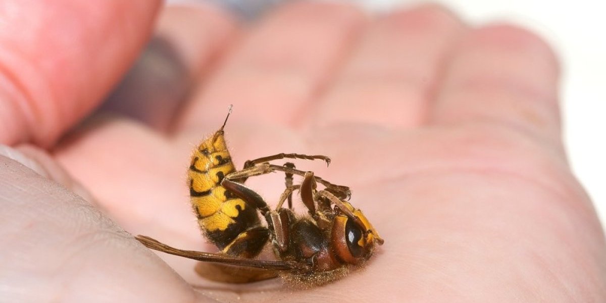 Stršljeni će padati kao pokošeni! Rešićete ih se zauvek - plaše se samo ove stvari