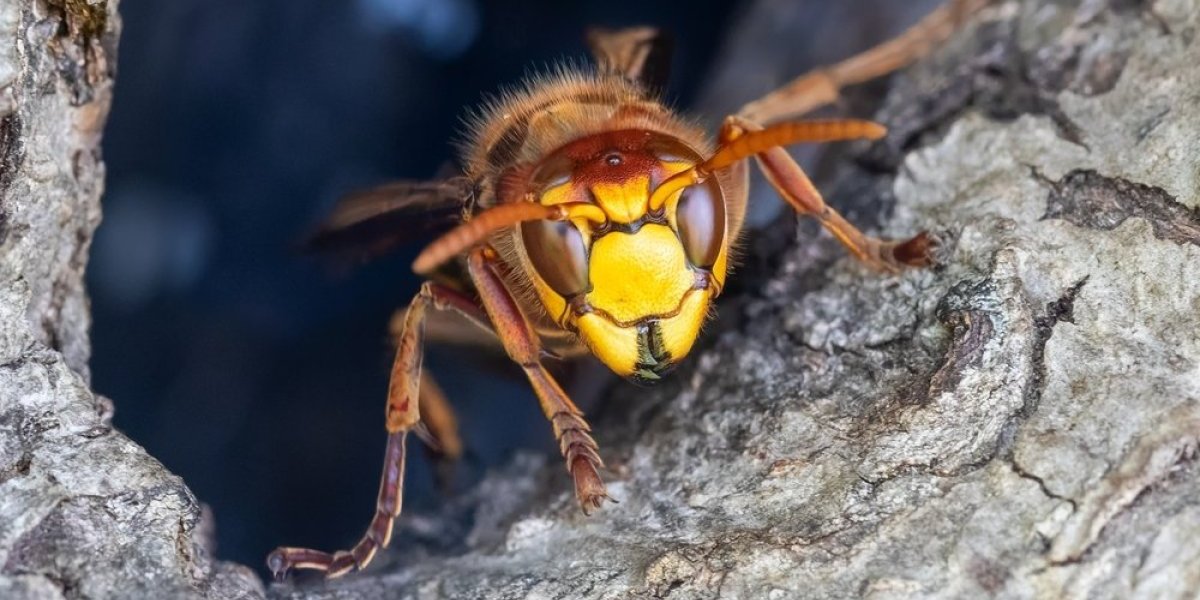 Ovi insekti imaju fatalan ubod: Otrov razara tkivo, dovodi do gušenja, ali i do...