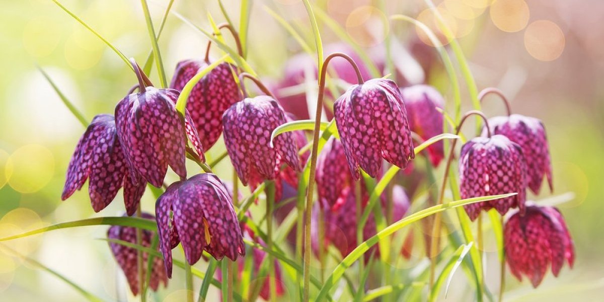 Carska kruna će ulepšati svaku terasu! Lako se neguje, a iz godine u godinu cveta sve bujnije