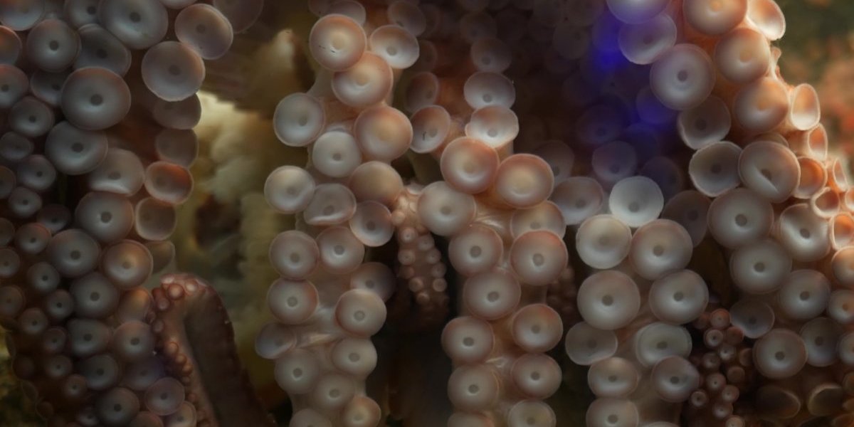 Morska neman viđena živa prvi put! Šokantan prizor (FOTO)