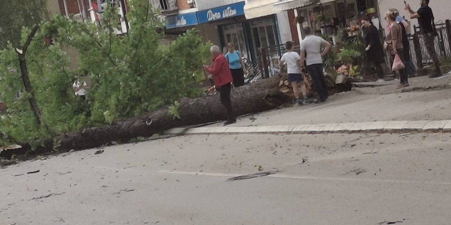 Vetar oborio stablo nasred ulice! Za dlaku izbegnut veći inident!