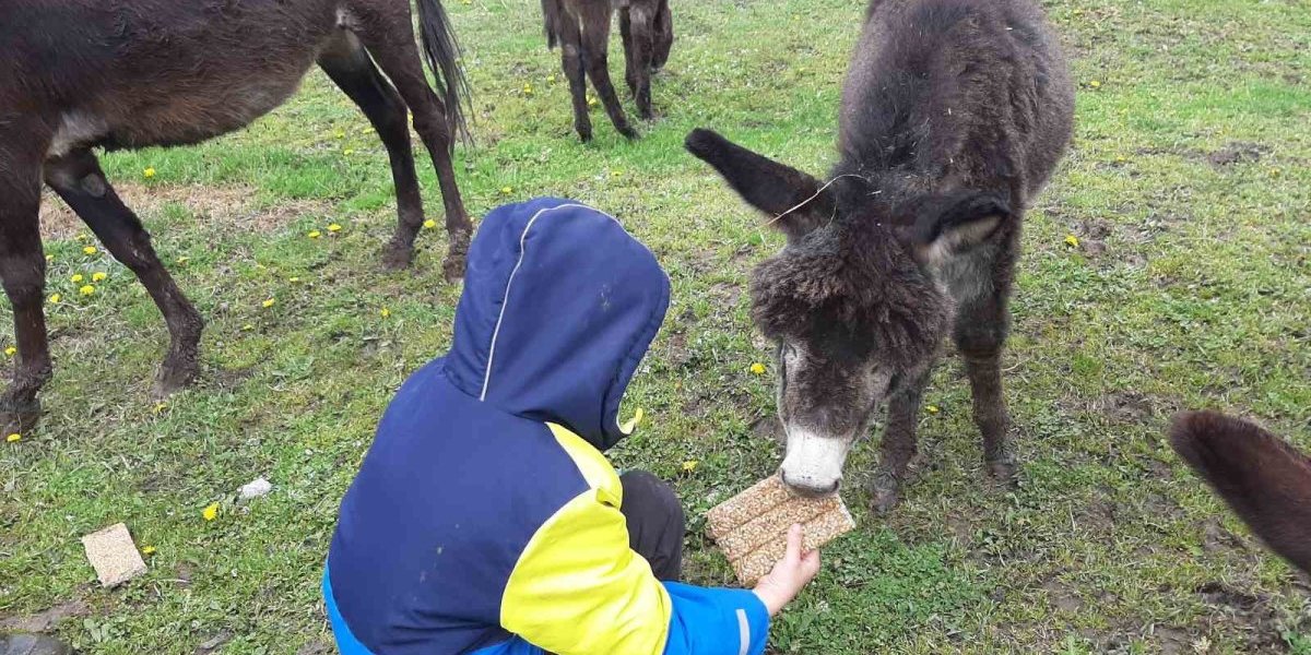 Mali Novak dao je imena svim životinjama 