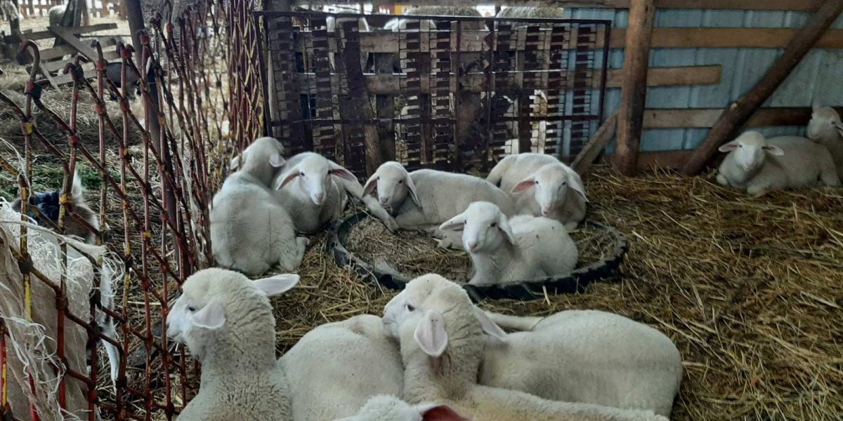 Imaju i ovce i koze, živinu