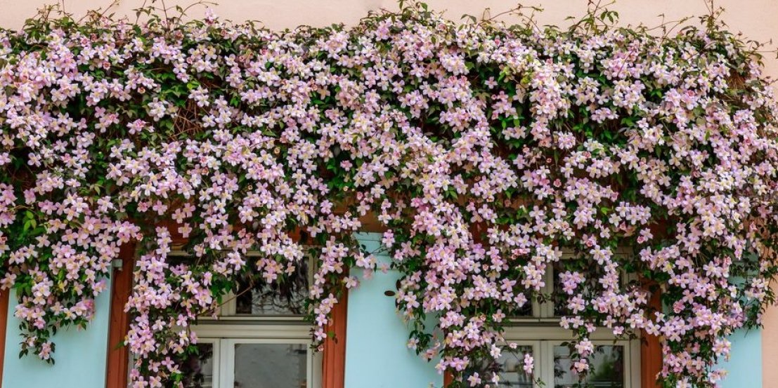 Jednom kada je posadite, mirni ste godinama! Biljka zbog koje će vam svi zavideti na raskošnoj bašti