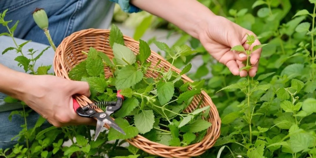 Biljka koju zovu prirodnim aspirinom! Čini čuda za organizam, svaka kuća treba da je ima
