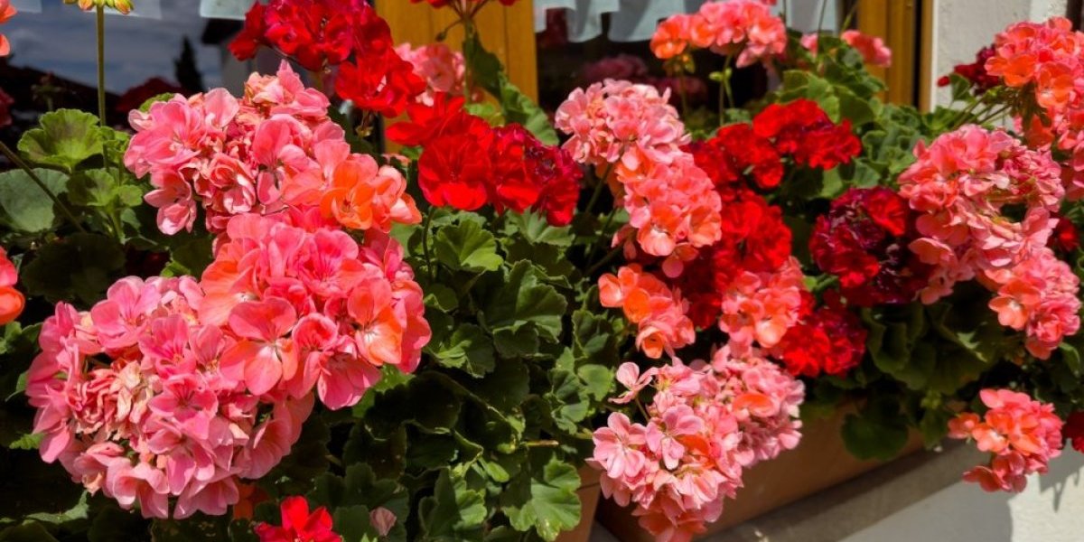 Oporavite muškatle prirodnim rastvorom: Uz pravu negu vratite im bujnost i život