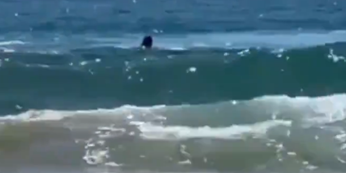 Uznemirujući video! Ajkula napala muškarca, ostala samo voda obojena krvlju! (VIDEO)