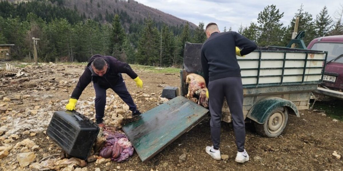Švedski sto na hiljadu metara nadmorske visine! Hranilište Kašan je "restoran" sa najneobičnijim gostima na svetu (FOTO)