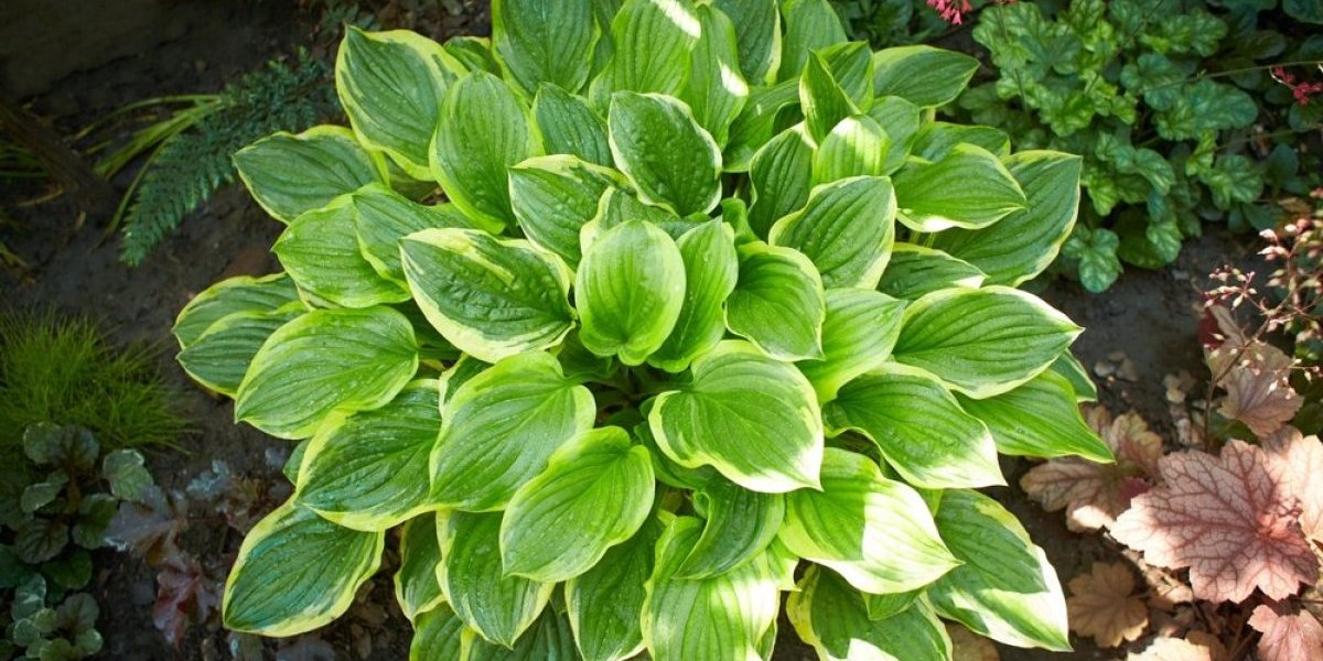 Opstaje na najjačem mrazu, a u proleće je puna raskošnih cvetova! Ova biljka je pravi baštenski dragulj