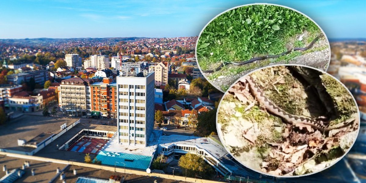 Daleko vam lepa kuća! Kad vidite zmije, imajte ovo na umu ma koliko vas je strah! (VIDEO)