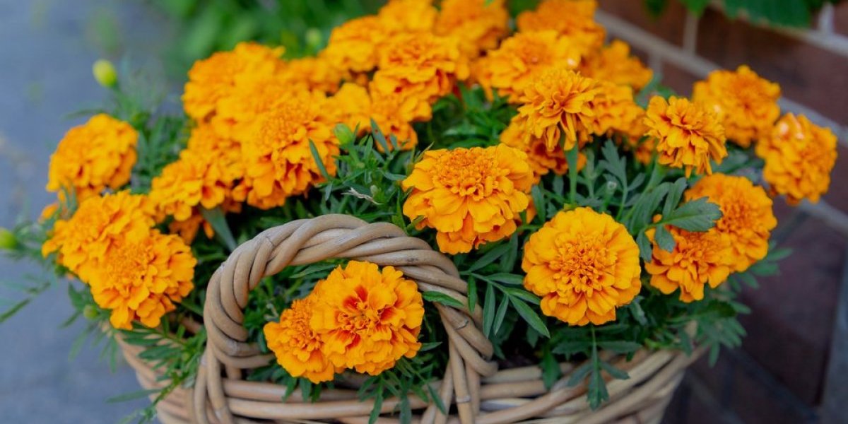 Cveta do prvih mrazeva: Otporna biljka koja će krasiti baštu do kasne jeseni (FOTO)