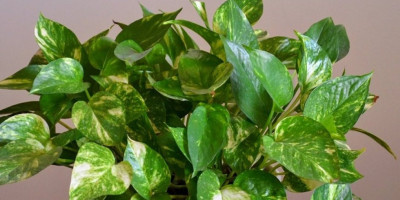 U svetu biljaka postoji jedna koja je kroz vekove fascinirala umetnike, pesnike i zaljubljene duše, u pitanju je bršljan.