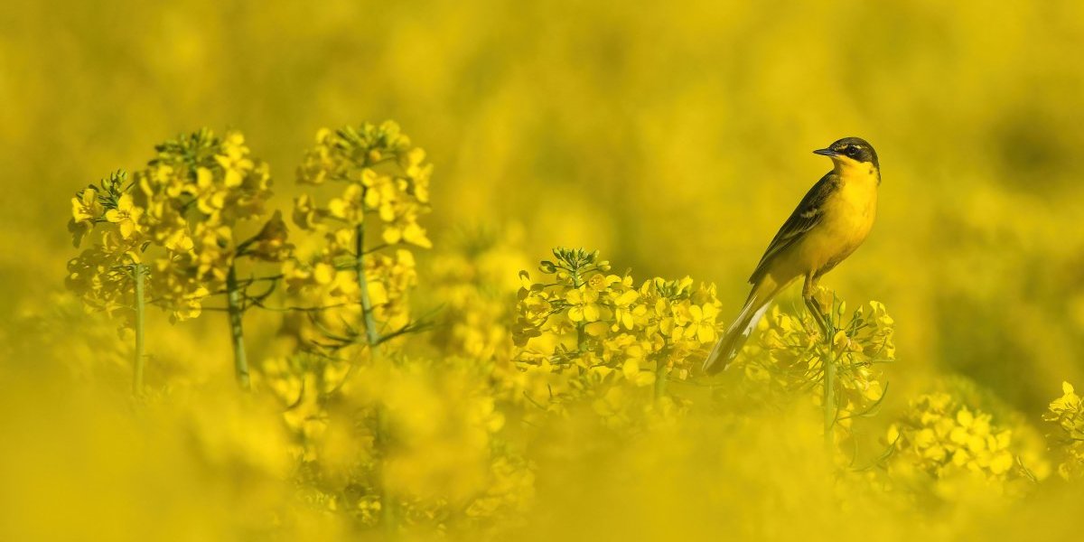 Požuteo Banat! Proleće kod Vršca oslikalo bajkovite prizore: Oduševićete se! (FOTO)