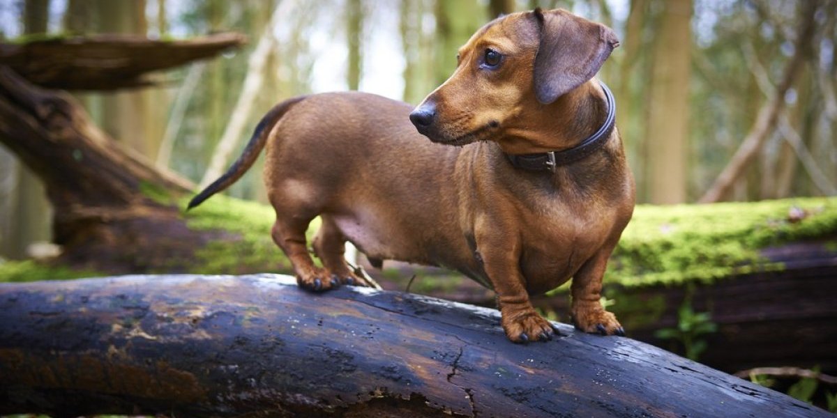Spašen jazavičar posle 529 dana! Evo kako su u tome uspeli - neverovatna priča obišla planetu