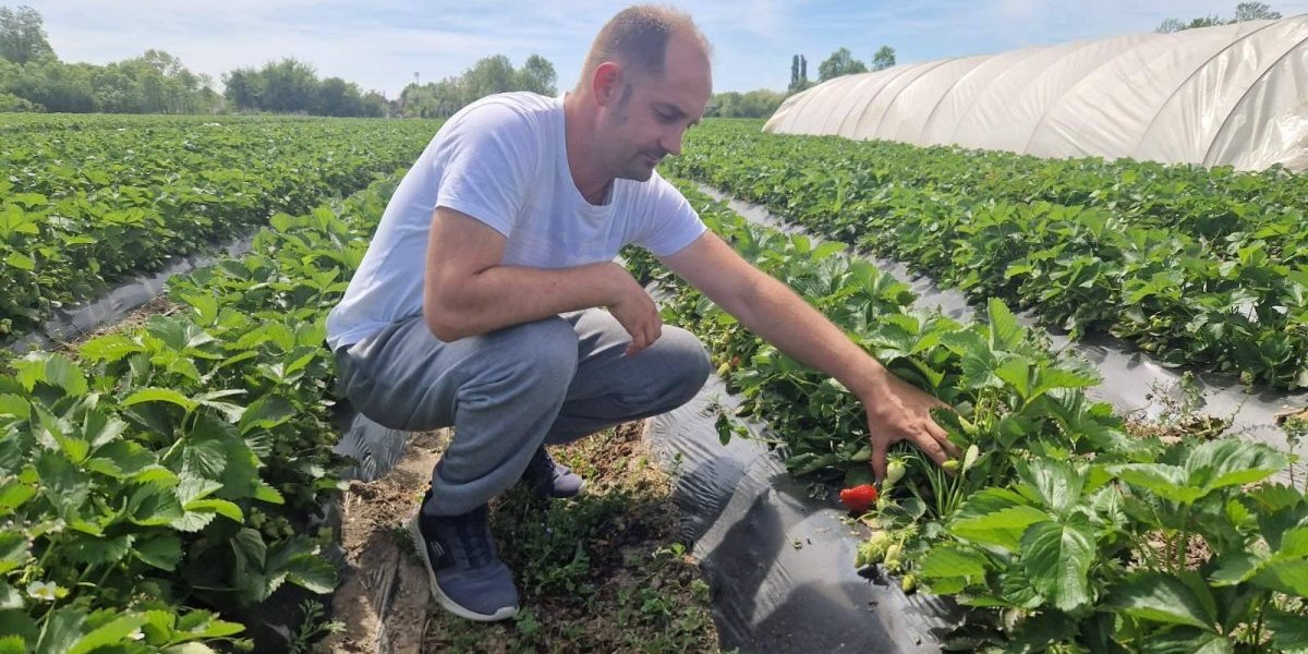 Nisu grčke već mačvanske! I ne prodaju se na komad!