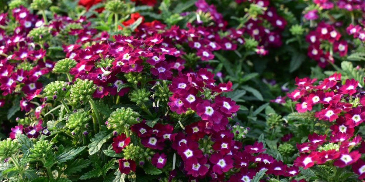 Cvet lepši od muškatle! Otporan na štetočine, lako se neguje, a krasiće baštu do kasne jeseni