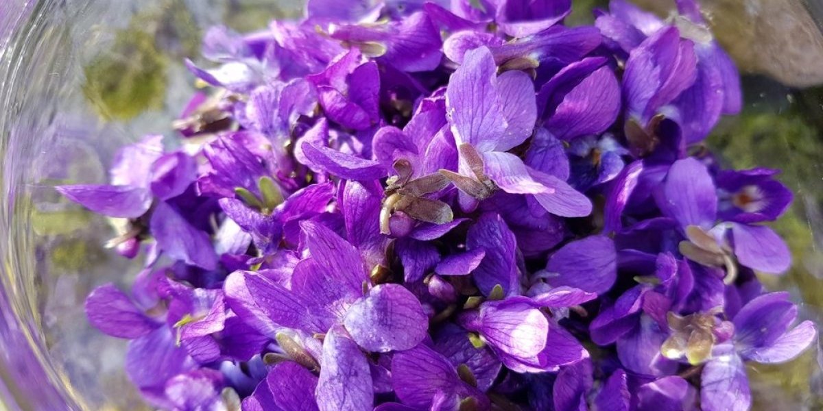 Narodni napitak od ljubičice! Najefikasnija pomoć kod problema sa disajnim organima