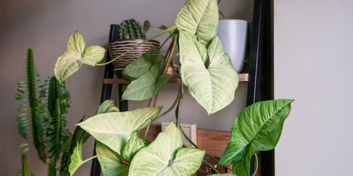 Rešava vlagu bez kapi hemije! Biljka koju svi drže zbog izgleda, a niko ne zna koliko je korisna u domu