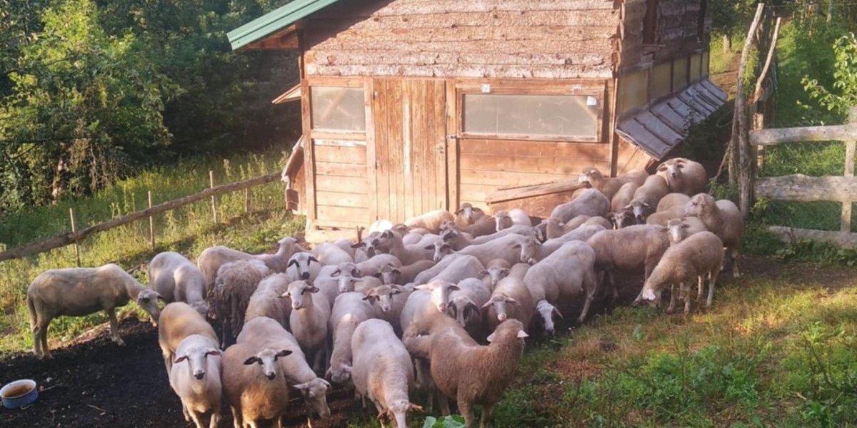 Dobrivoje se skamenio kad ih je video! Drugi put mu se ovo dešava!