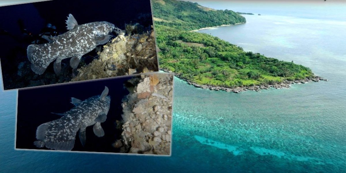 Pronađena riba dinosaurus! Istraživači je prvi put snimili i to na 150 metara dubine! (VIDEO)