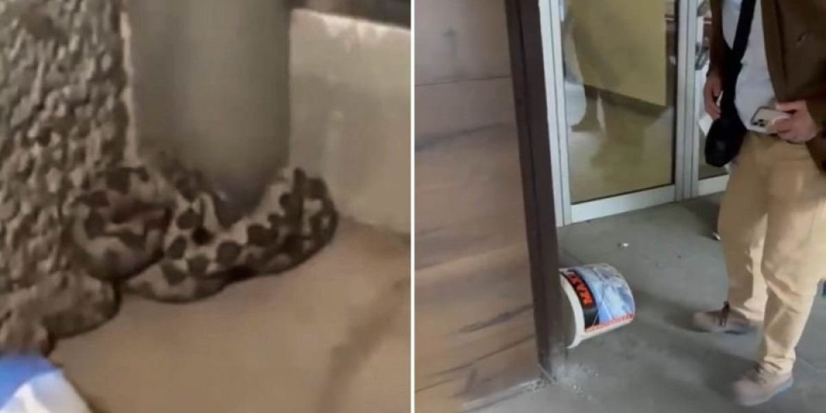 Panika u Novom Pazaru! Poskok "zalutao" u stambenu zgradu!