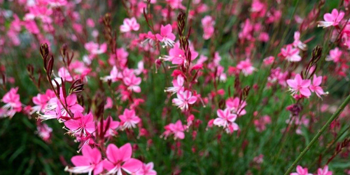 Cvet koji menja boju od jutra do mraka! Čudesna biljka koju morate imati u dvorištu (FOTO)