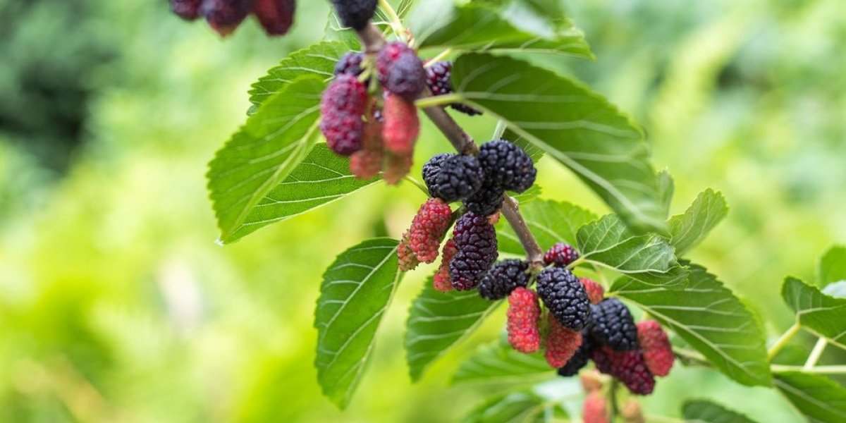 Zaboravljena čudotvorna voćka! Jača imunitet, reguliše krvnu sliku i čuva zdravlje srca