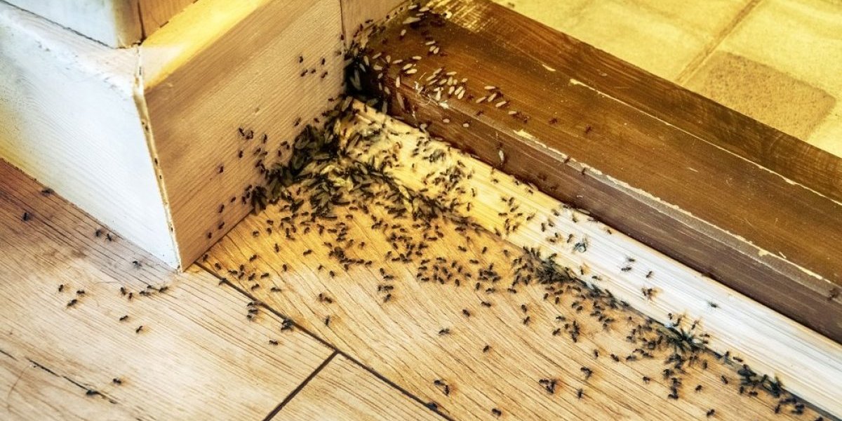 5 sastojaka iz kuhinje tera mrave: Zaboravite na hemikalije - rešite se napasti na prirodan način