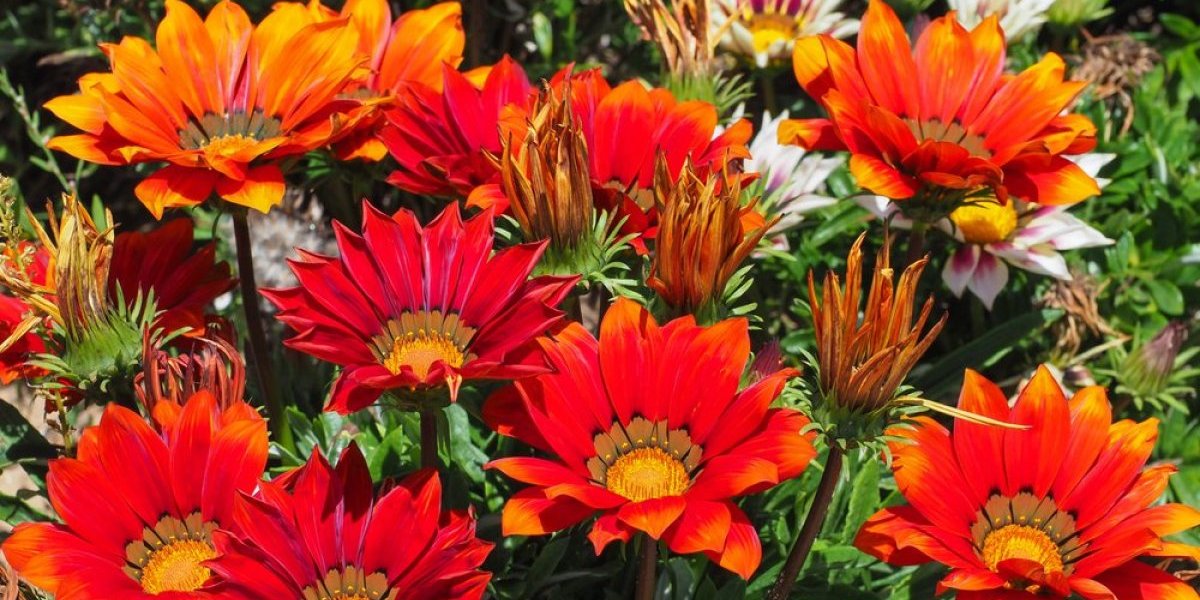 3 vrste cveća koje obožavaju sunce - Ako želite da vaš balkon bude najlepši, obavezno ih nabavite (FOTO)