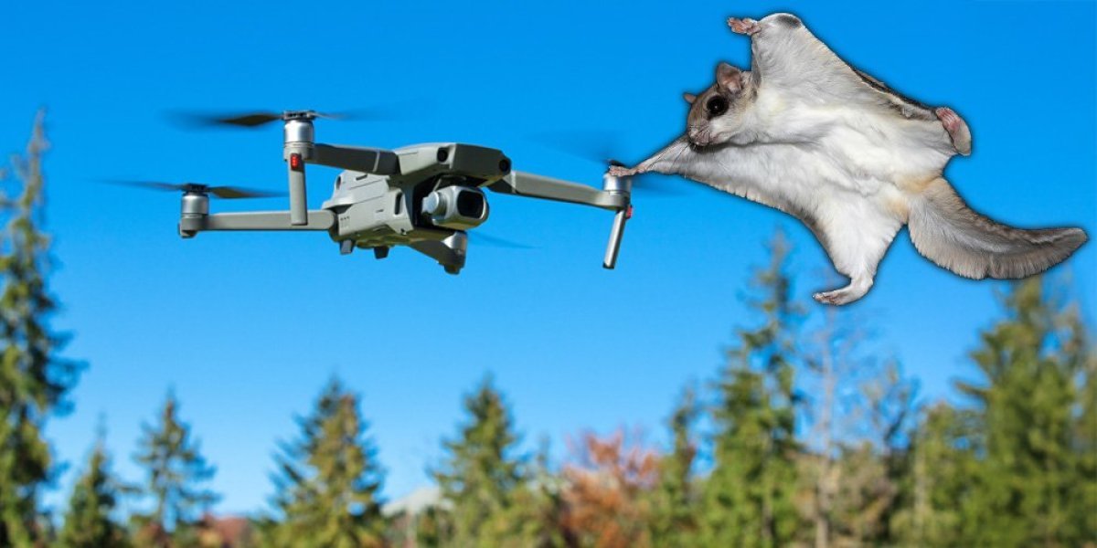 Dronovi inspirisani letećim vevericama! Naučnici ih spremaju za najteže zadatke (VIDEO)