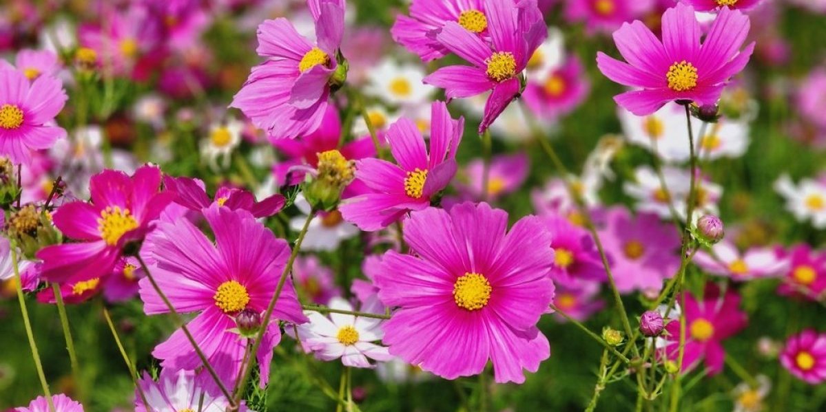 Cvet kosmos krasiće baštu do jeseni! Lako se održava, a 1 stvar je ključna da bi bujao kao lud