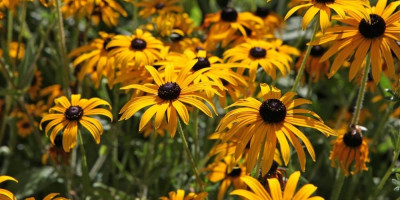 Ukoliko se u vašoj bašti pojavi korov, posadite neku od pet cvetnica koje sprečavaju njegovo širenje.