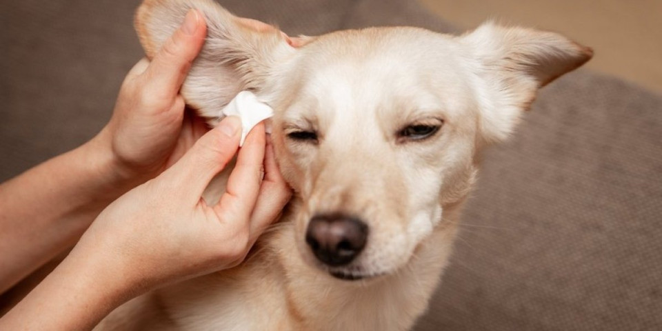 Pravilno čišćenje ušiju kod pasa! 1 predmet vlasnici često koriste, iako ne bi smeli