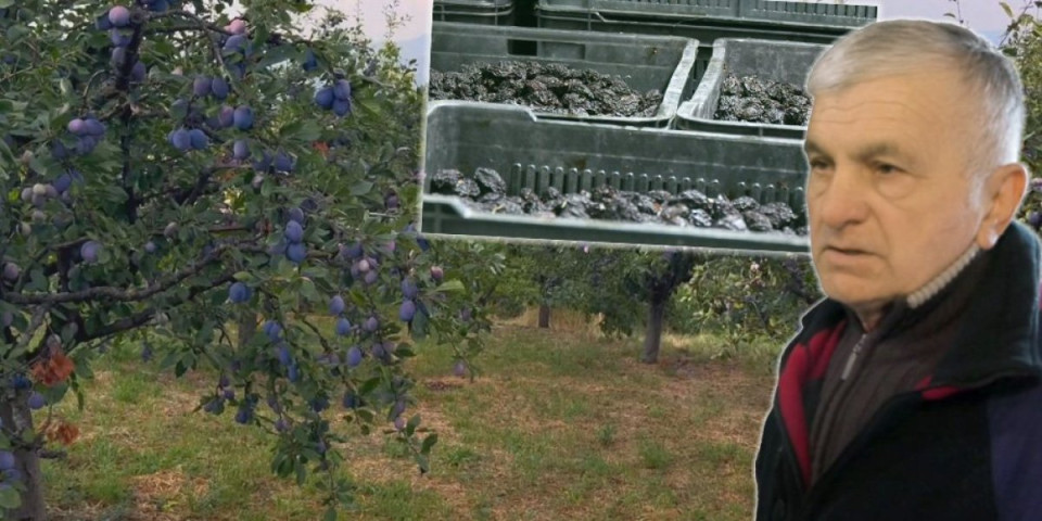 Ona je simbol Srbije, više je od voća! Prvi smo u Evropi po proizvodnji, zasadi se prostiru na preko 70.000 hektara (FOTO)