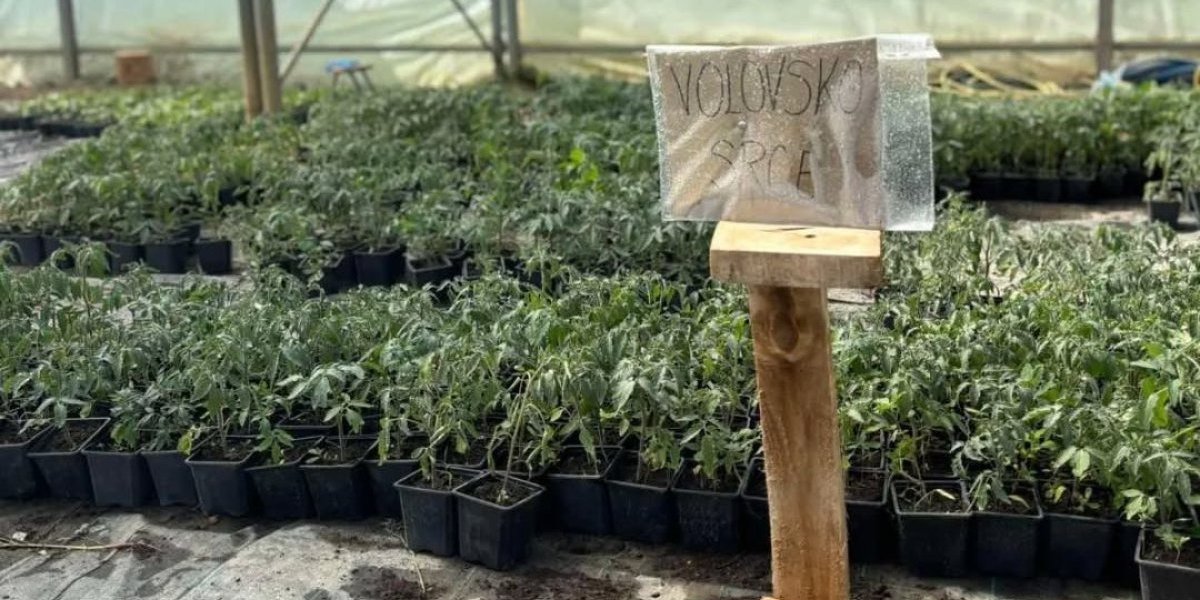 U Mačvi se "pobiše" za rasad povrća! Kažu da je ovde najbolji!