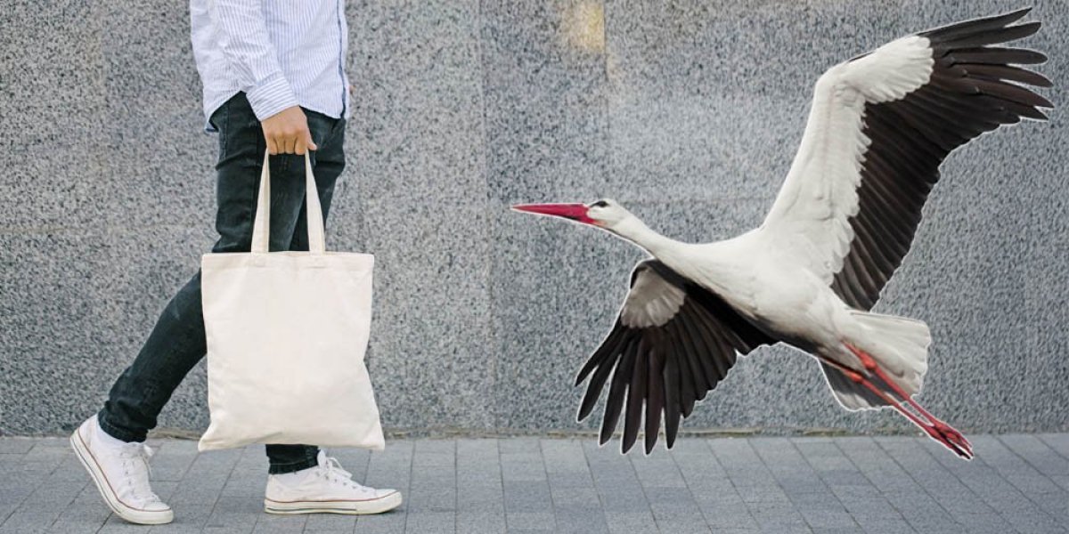 Ova roda ide u prodavnicu! Nesvakidašnja priča o ljubavi između čoveka i ptica! (FOTO)