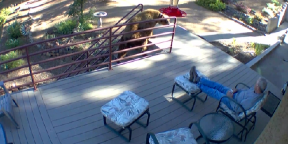 Snimak sa nadzorne kamere zaledio svet! Sedeo je mirno na terasi, kada je ogromnu zver ugledao u dvorištu (VIDEO)